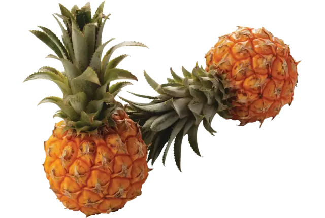 Baby ananas kist 10 stuks