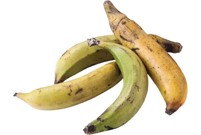 Bakbananen kist 15 stuks