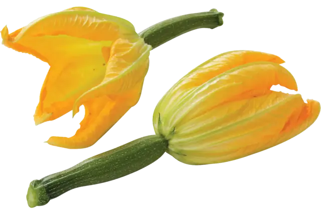 Fleur de courgette caisse 15pc