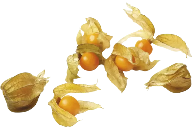 Physalis pièce