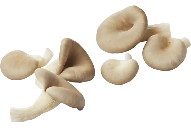 Oesterzwammen 500gr stuk