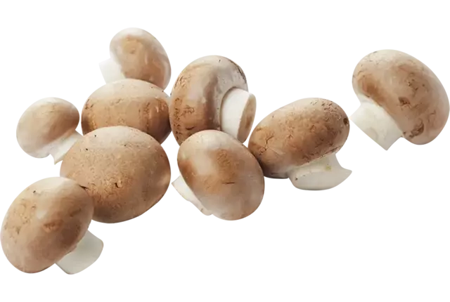 Kastanje champignons los kist 4 kilogram