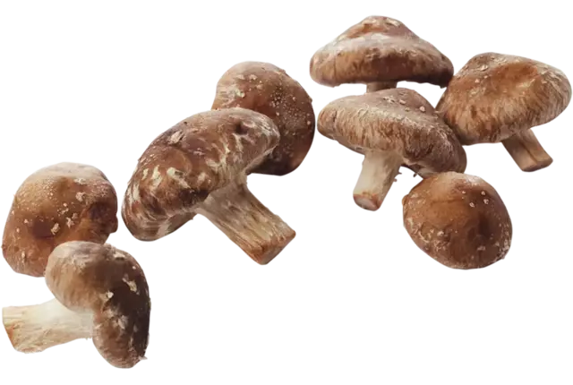 Shiitake 500 gr crade 4 pieces