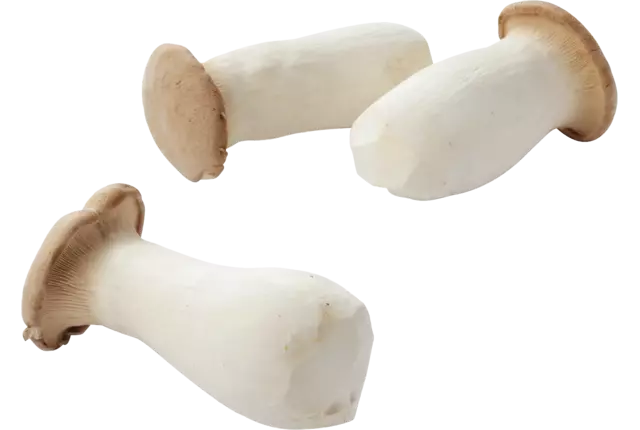 King Oyster crade 4 kilo