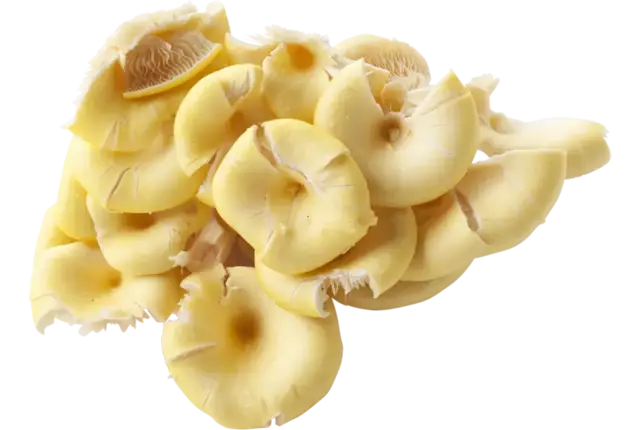 Yellow oyster mushroom crade 1 kilo