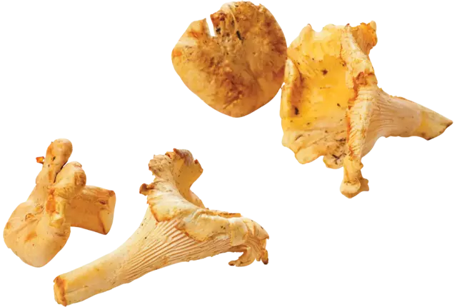 Cantharelles girolles 250g caisse 4pc