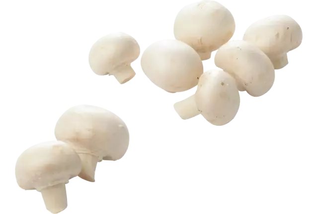 Champignons fijn 500gr kist 6 stuks