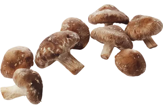 Shiitake crade 2 kilo