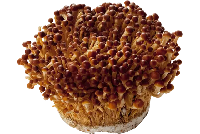 Enoki golden 250gr