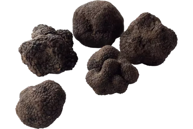 Zomertruffel tuber aestivum 100gr kist 10 stuks