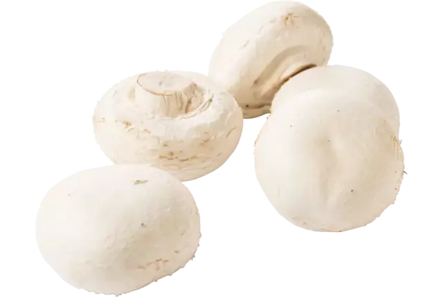 Champignons reuze los kist 4 kilogram