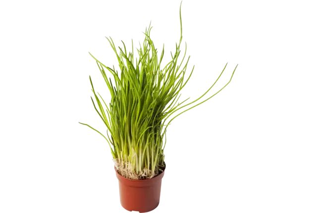 Bieslook in pot stuk