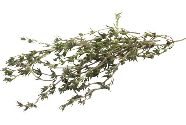 Summer savory bundle piece