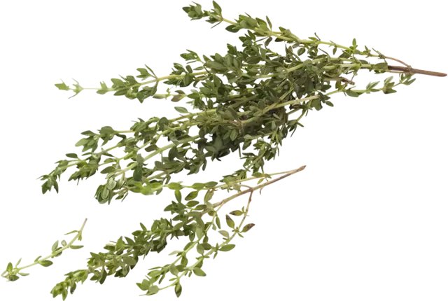 Lemon Thyme 75-80gr crade 15 pieces