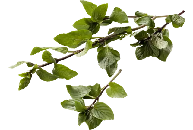 Bergamot mint 25gr stuk