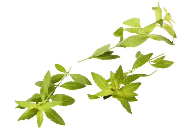 lemon verbena vervienne piece