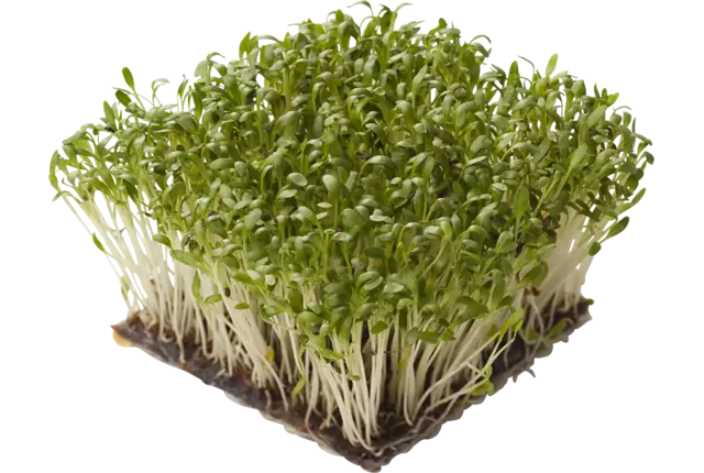 Belgium cress crade 12 pieces