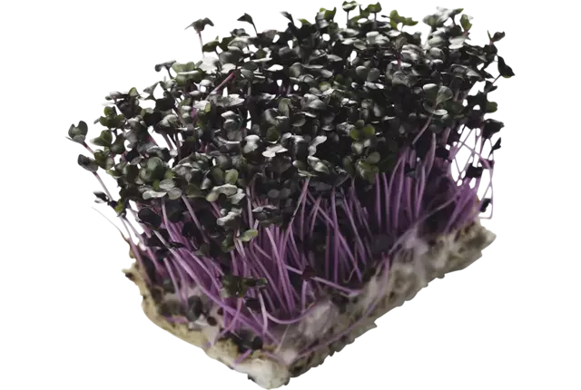 Purper cress kist 18 stuks
