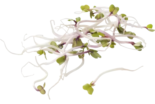 China rose 100gr kist 8 stuks