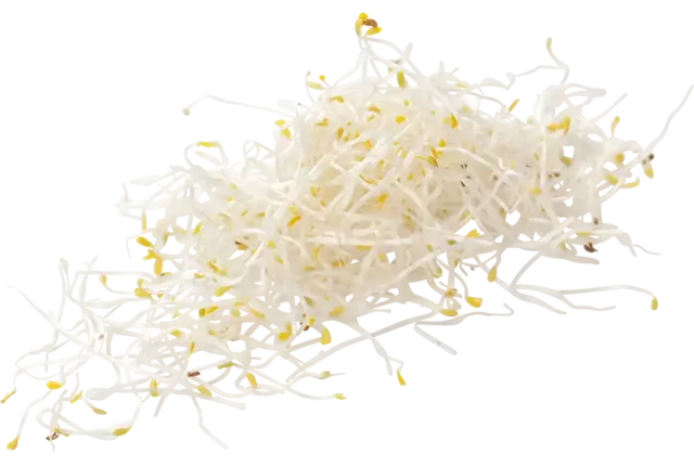 Alfalfa 100g pièce