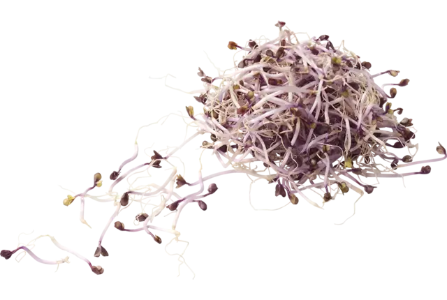 Red cabbage shoots 50gr piece