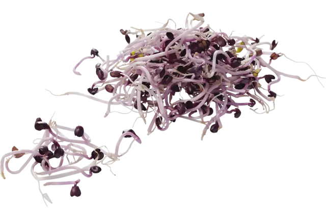 Sangoscheut - rode radijs 50gr stuk