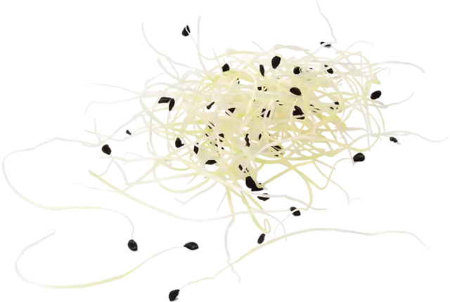 Garlic shoots 50 gr piece