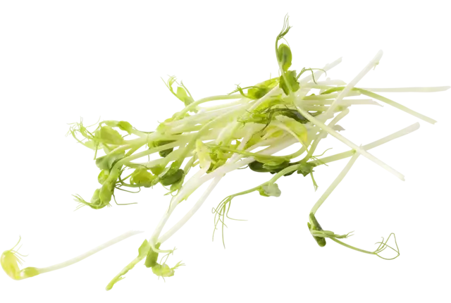 Green peez 100g caisse 8pc