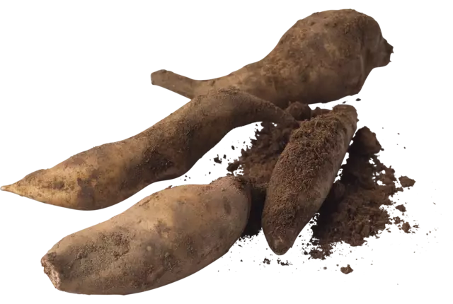 Yacon doos 2kg