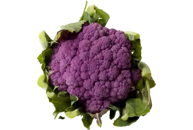 Chou fleur violet taille 6 pièce