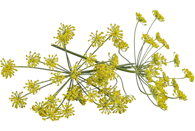 Edible flower Fennel flower 10pc piece