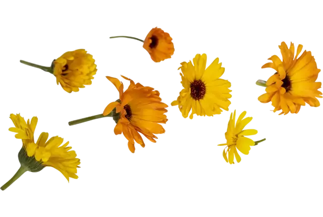 Eetbare bloem Goudsbloem  8st. stuk