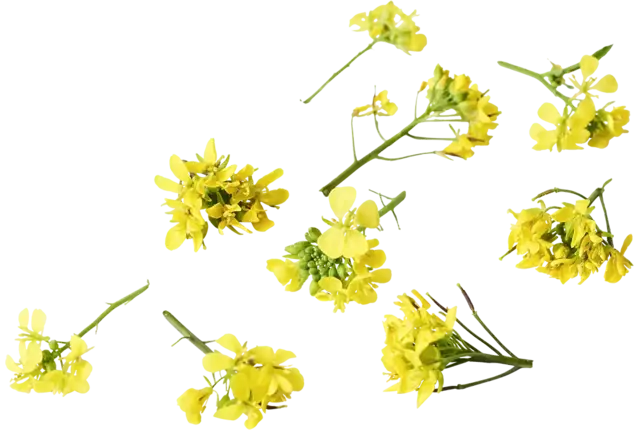 Edible flower Mustard flower 15pc piece