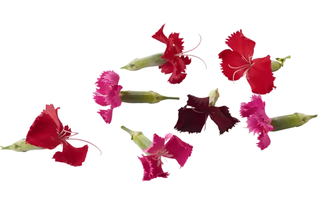 Eetbare bloem Anjer 30st. stuk
