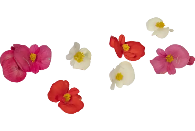 Fleur comestible Bégonia 20pc pièce