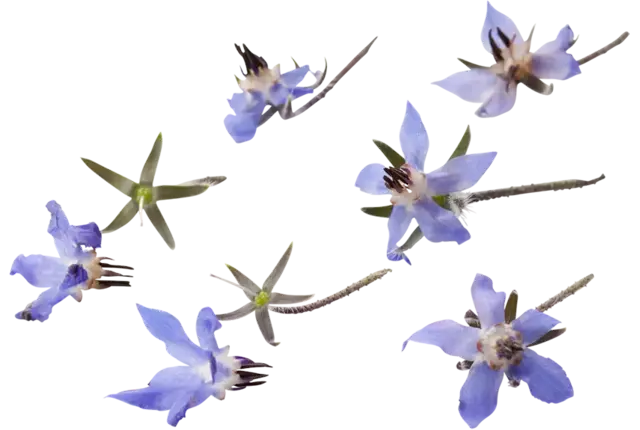 Eetbare bloem Borage blauw 20st. stuk