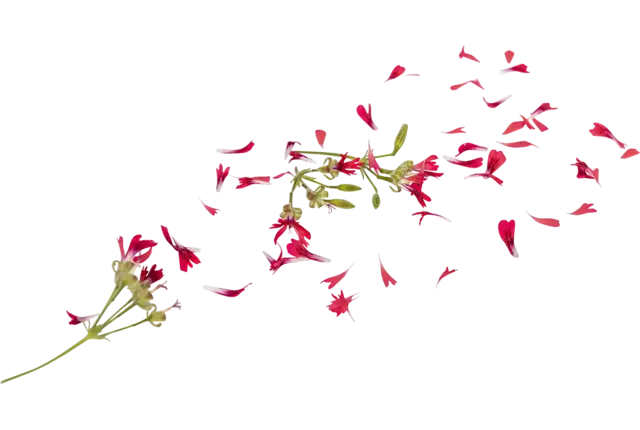 Eetbare bloem Hazelnoot Geranium 15st. stuk