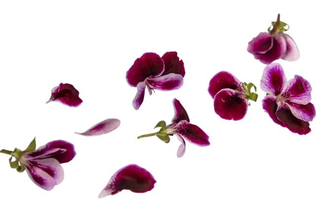 Fleur comestible orange geranium 15pc pièce