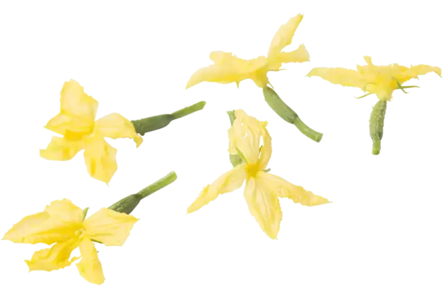 Fleur comestible fleur de concombre 20pc pièce