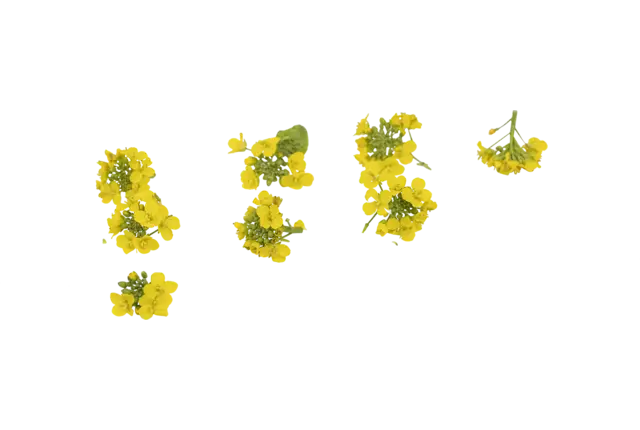 Fleur comestible fleur de chou 15pc pièce