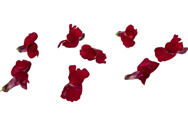 Eetbare bloem Leeuwenbekjes rood 20st. stuk