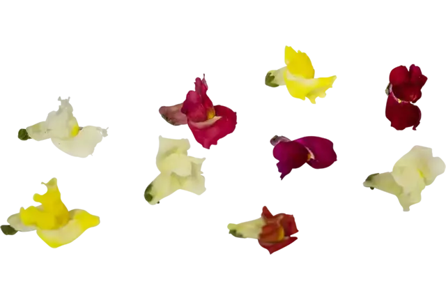 Eetbare bloem Leeuwenbekjes mix 20st. stuk