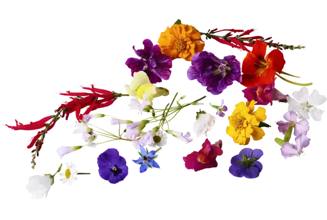 Edible flower mix large 35 pcs piece
