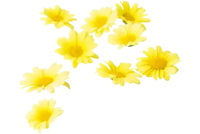 Eetbare bloem Madeliefjes +-- 30st stuk
