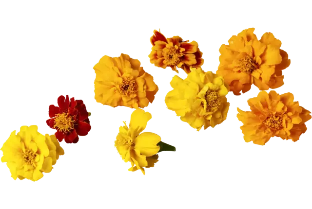 Eetbare bloem Afrikaantjes mix 20st. stuk