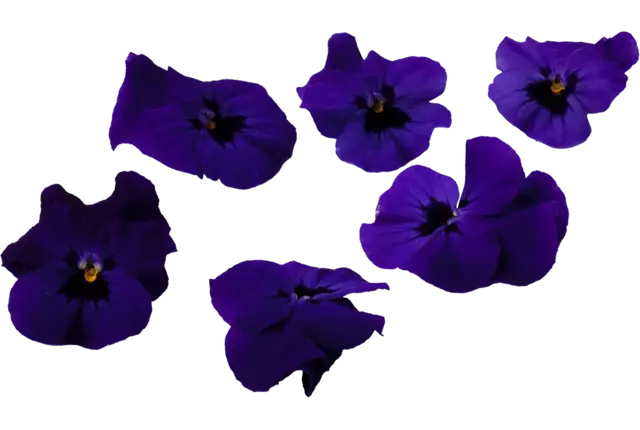 Eetbare bloem Viooltjes paars 22st. stuk