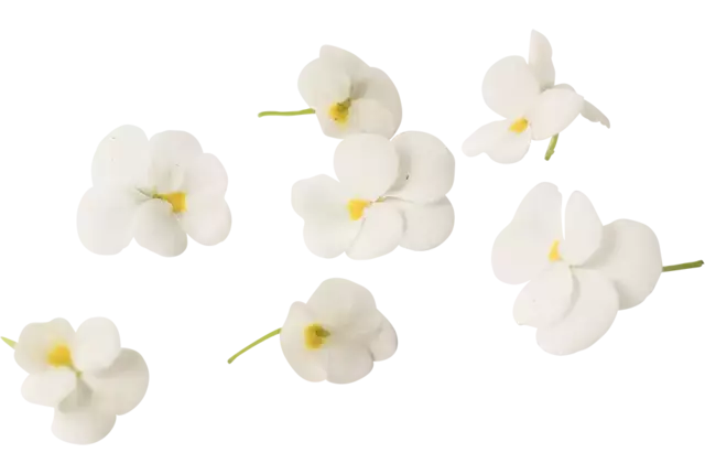 Eetbare bloem Viooltjes wit 22st. stuk