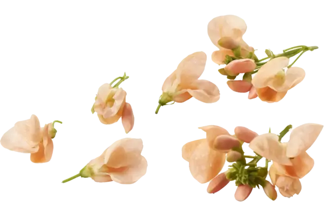 Eetbare bloem Zalmbloem 20st. stuk