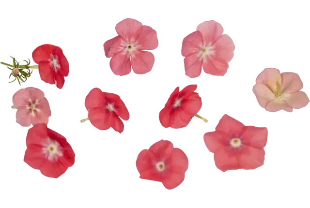 Edible flower Flame flower 20pc piece