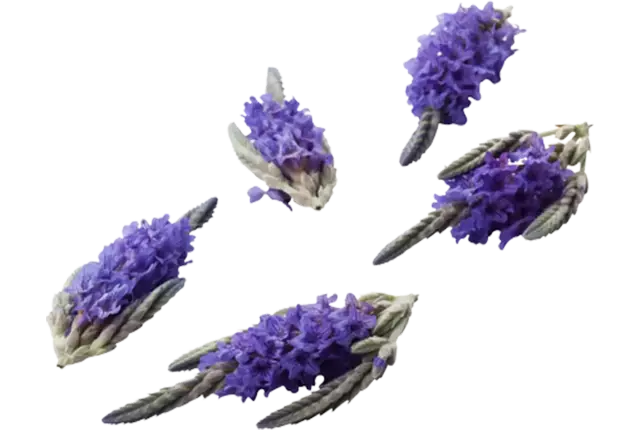 Edible flower Lavender 20pc piece